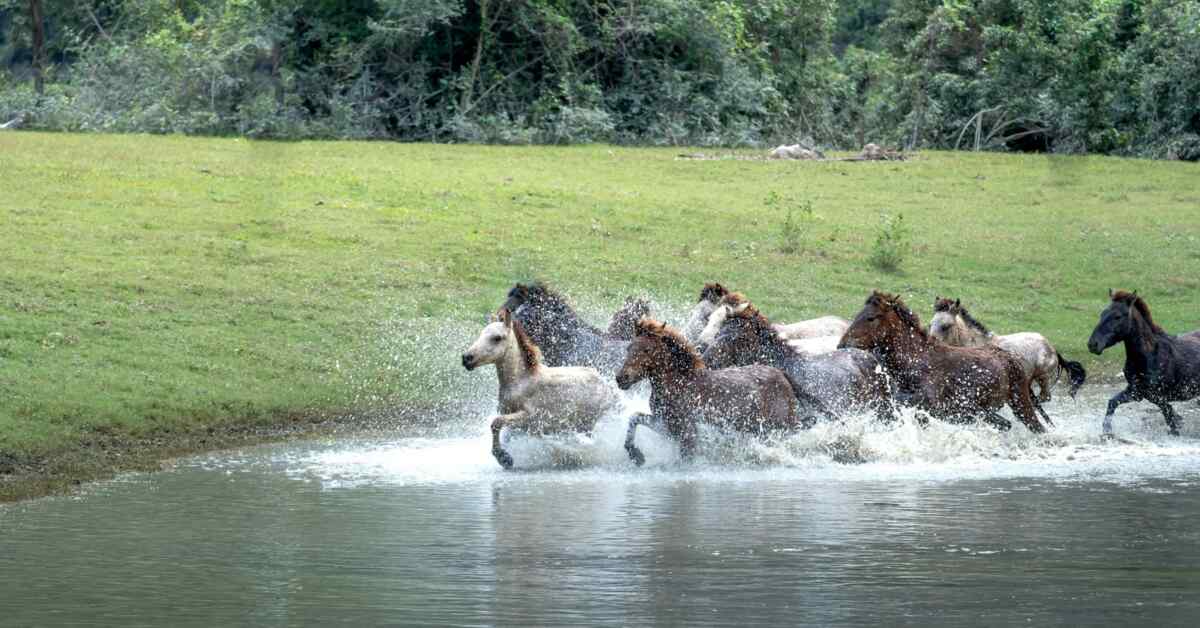 HorsesMcCarthy